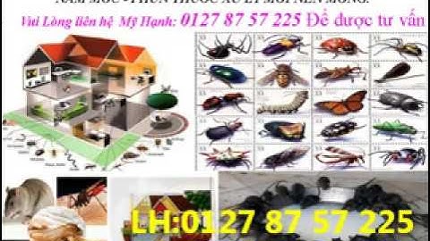 DIỆT CÔN TRÙNG GIÁN MỐI TẠI TP MỚI BÌNH DƯƠNG LH01278757225