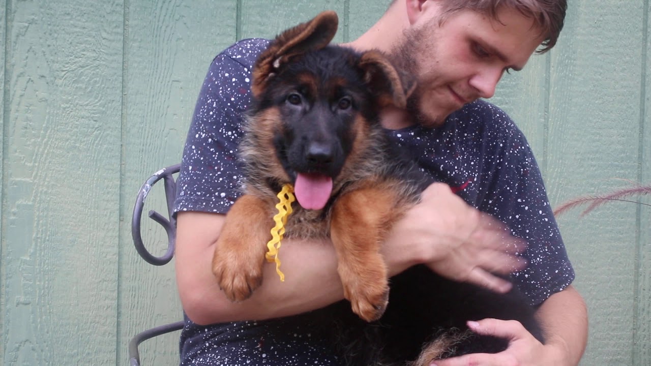 mittelwest german shepherds for sale