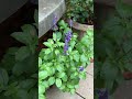石畳のブルーサルビア#flowers #garden #gardening #植物 #nature #セージ #ガーデニング