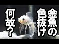 【アクアリウム・金魚】金魚の色抜け、何故？