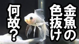 アクアリウム 金魚 金魚の色抜け 何故 Youtube