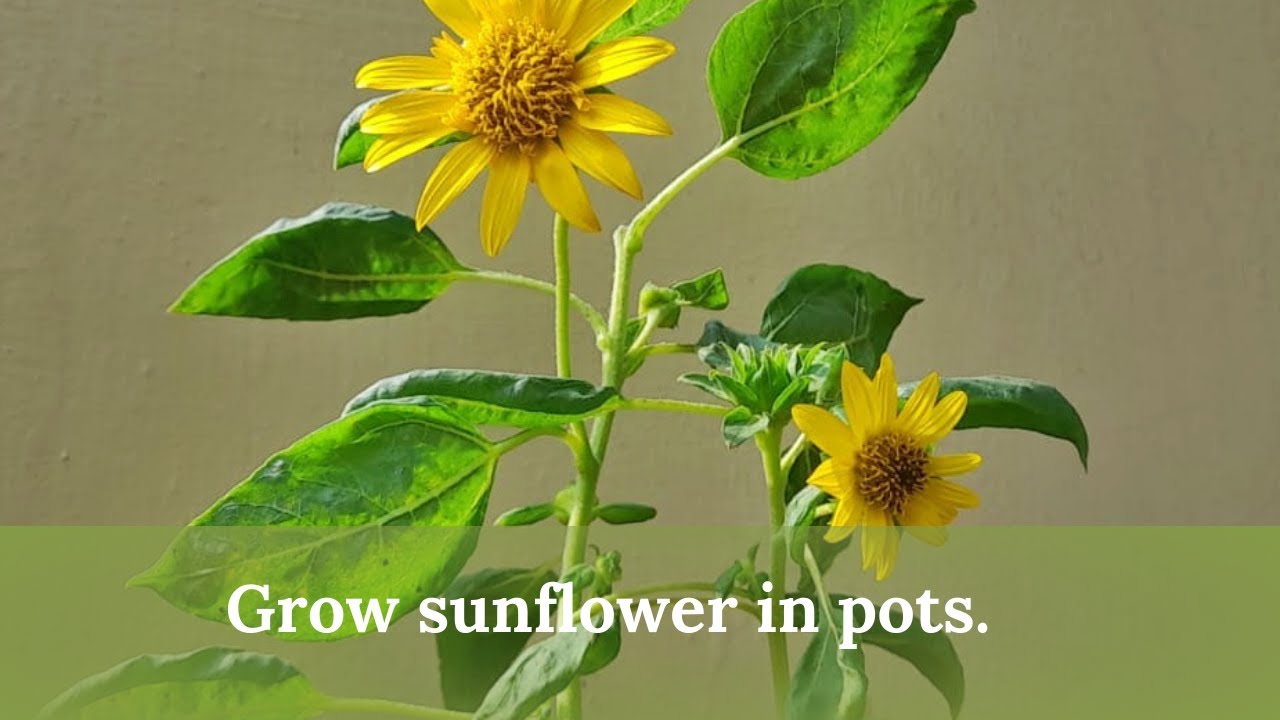 How to grow sunflower from seeds in pots. YouTube