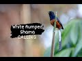 White Rumped Shama Calling/ Singing/ Goan birds/ Western Ghats birds/ #whiterumpedshama