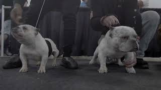 Bully's Dog Show