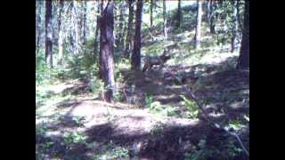 Lookout Pack Wolf Captured on Remote Camera