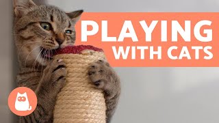 The Best Ways to PLAY with Your CAT  Toys and Games