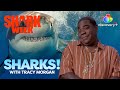 The Perfect Snack for a Great White! | Sharks! with Tracy Morgan | discovery+