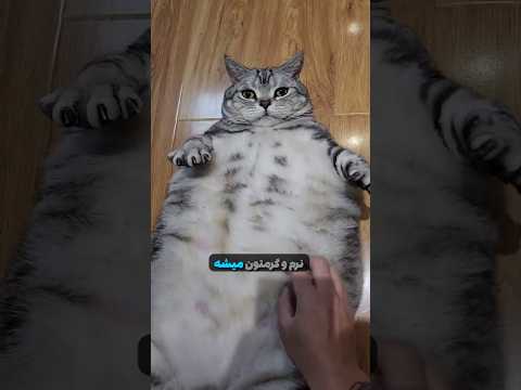 گربه ها از سگ ها قوی ترین