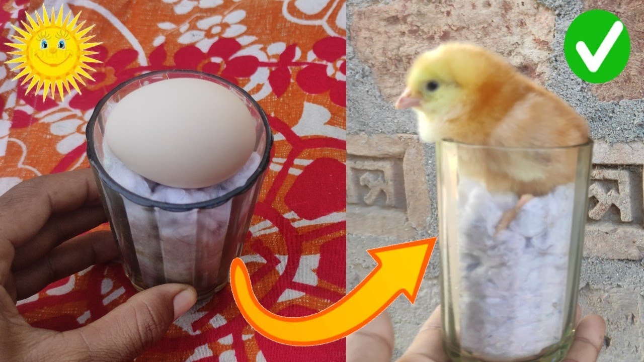 Glass lncubator Hatching Result 100%//Sunlight chicken hatching Without Bulb// Incubator egg