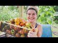 Huge Heirloom Tomato Harvest and Variety Review | Roots and Refuge Farm