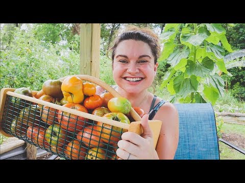 Huge Heirloom Tomato Harvest and Variety Review | Roots and Refuge Farm