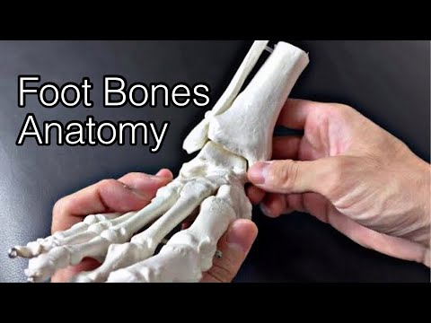 Anatomy of foot bones and ankle joint (English)