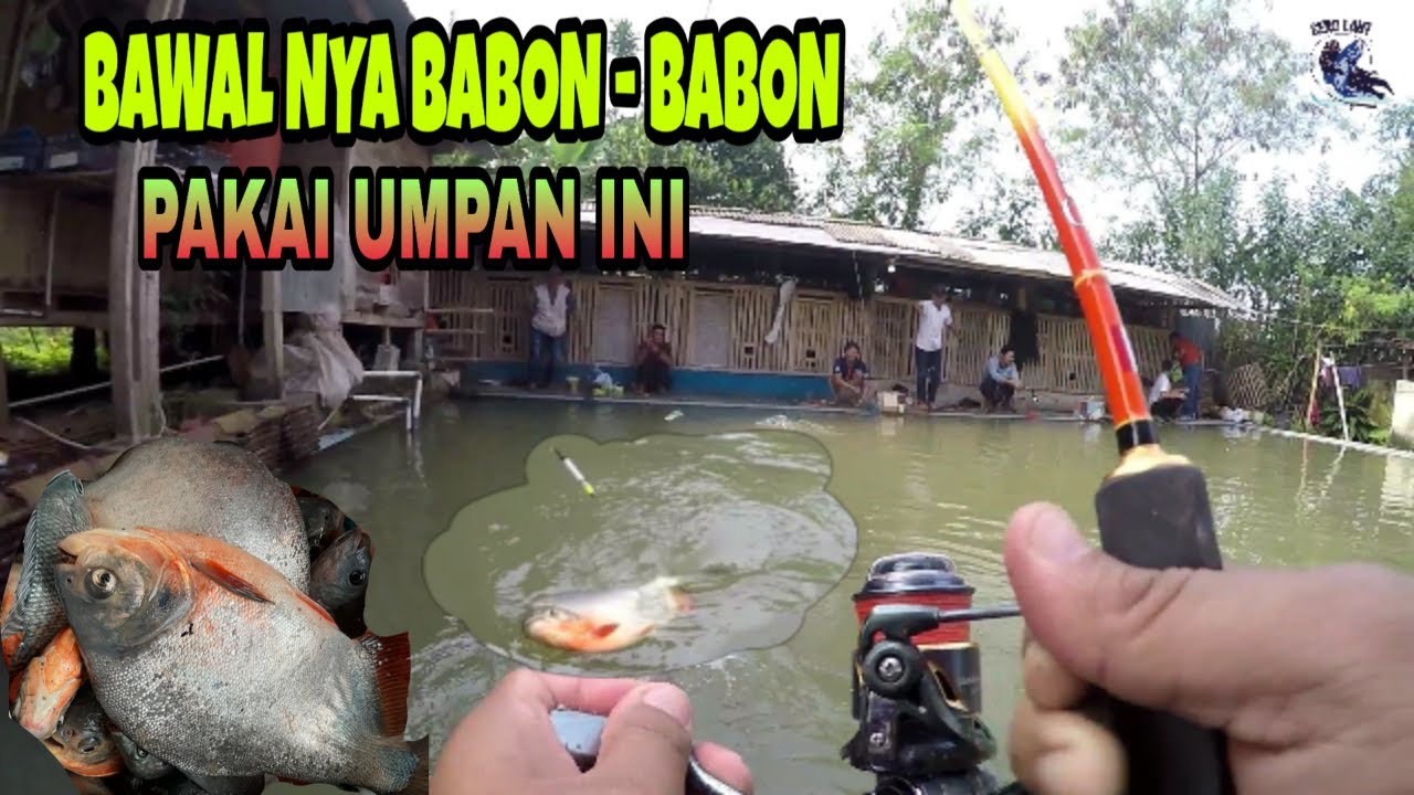 Umpan Pellet Tongkol untuk bawal babon,edisi borong kolam strike terus..