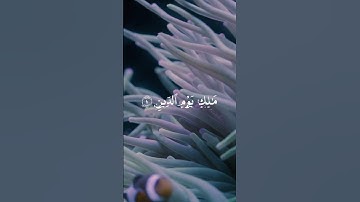 سورة الفاتحة / محمد اللحيدان / محمد اللحيدان تلاوات هادئة / اكتب شيئ تؤجر عليه في التعليقات