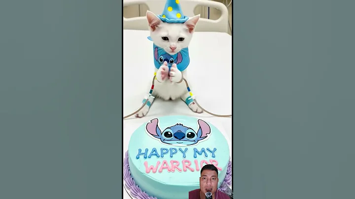 Video 11648701: kitten kitty catlover funnycats, cats catlover kittycat kitten, cat kitten cutecat, cat kitten cutecat funny, cat kitten cute funny