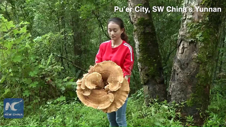 Giant mushroom discovered in SW China - DayDayNews