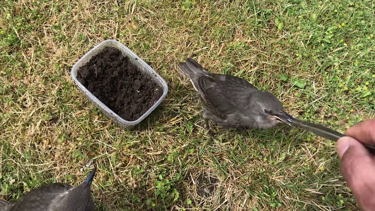 اطعام فراخ  طائر الشحرور فيلم رائع2020