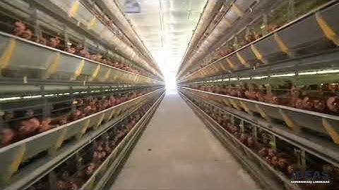 RECORRIDO DE UN GALPÓN AVÍCOLA AUTOMATIZADA "gallinas ponedoras"