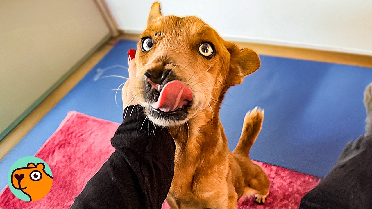 Street Dog Reacts To Pro-Foster Telling Him He’s Safe | Cuddle Buddies