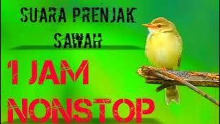 pikat suara prenjak alang-alang 1jam nonstop #suaraciwah #prenjaksawah #prenjakalang-alang