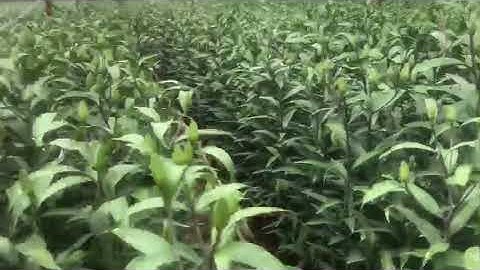 Hoa ly đà lạt tết 2022 giá sỉ tại vườn - 0972 92 52 92