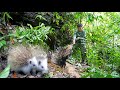 Hunting at night encountered heavy rain, checking traps discovered a thorny animal stuck in the trap