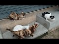 2匹の猫と遊んでいたら4匹になっていた