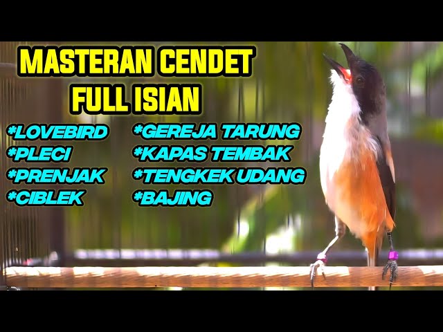 PANCINGAN CENDET FULL ISIAN LOVEBIRD TENGKEK GEREJA TARUNG PRENJAK CIBLEK KAPAS TEMBAK PLECI BAJING class=