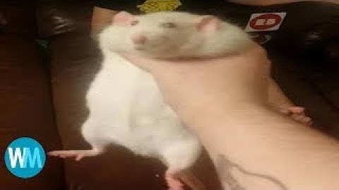 Trap Nation Old avee player template v2 update