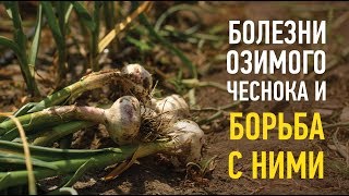 Болезни озимого чеснока и борьба с ними