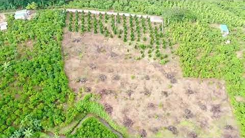 Bà Chị Cần Tiền Trả Nợ Ngân Hàng Bán Gấp Lô Đất Vườn Ngay Trung Tâm Bảo Lộc | 0906667613|