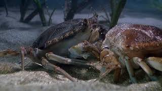 Arthropods - Blue Crab Molting