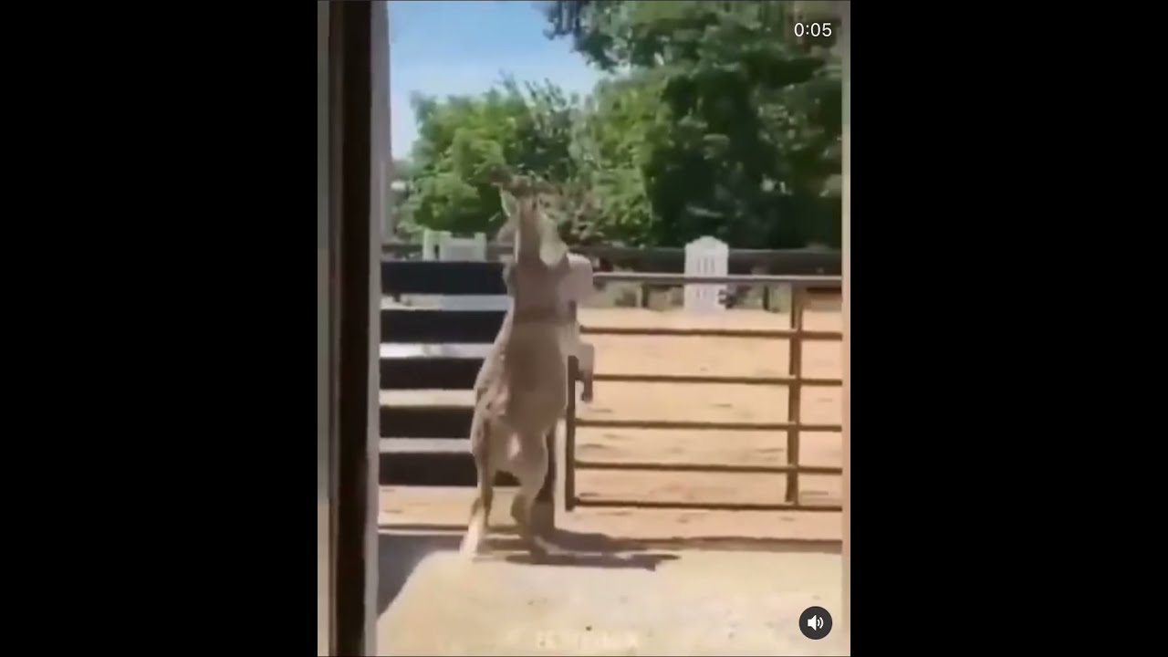 This Donkey Has 5 Legs 