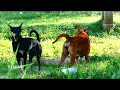 SummerDogs!! Australian Cattle Dog Vs Carolina Dog Female in Middle Khnar Village