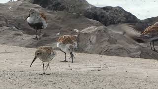 Dunlins, A Ruddy Turnstone, And A Sanderling Feeding On A Banquet Of Thousands Of Midge Flies.