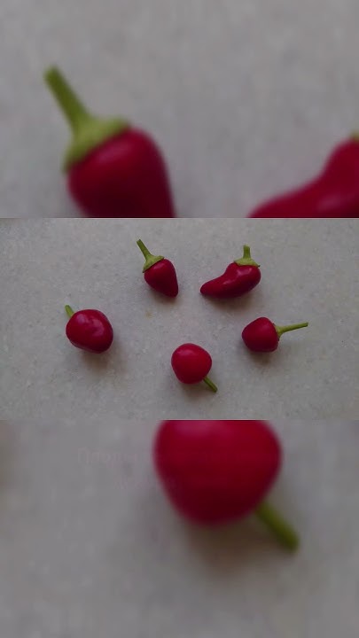 Мой комнатный ПЕРЧИК 🌶️ #растения #огород #shorts - YouTube