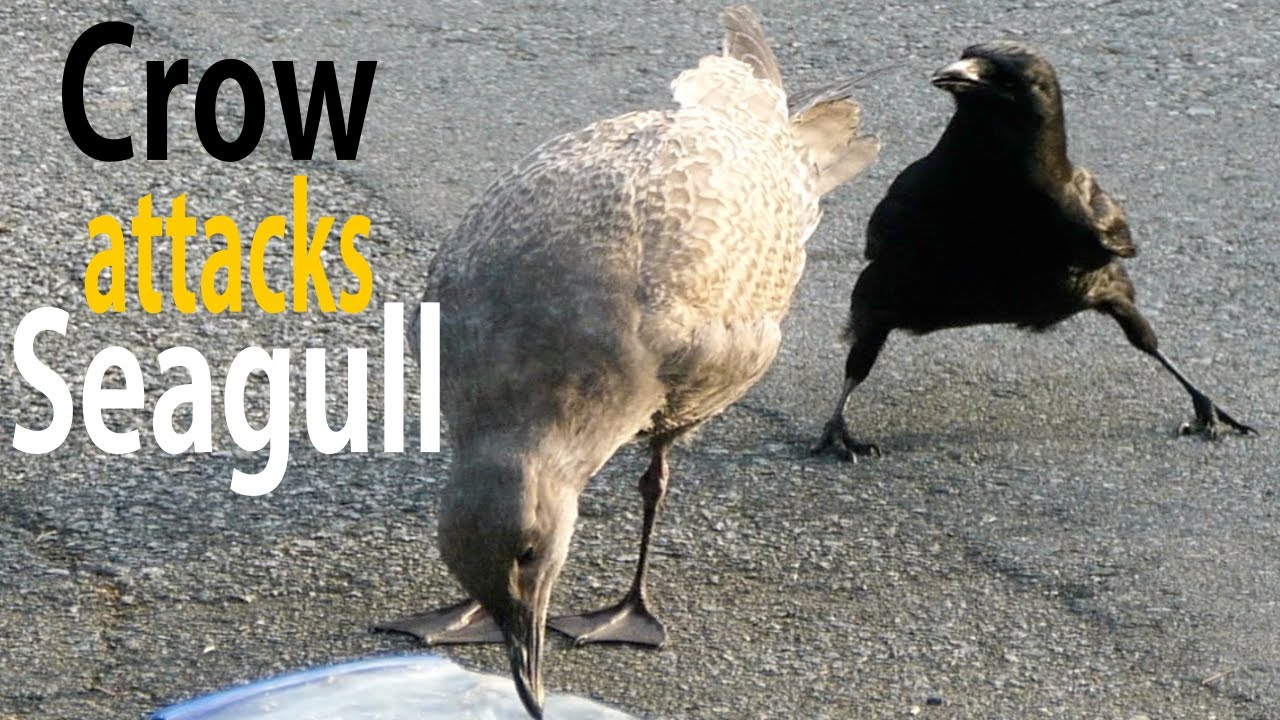 Crow Attacks Seagull YouTube