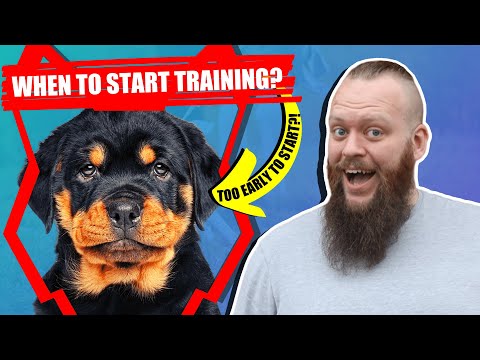 Video: At What Age Can A Rottweiler Be Trained?