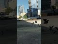 Abu Dhabi pigeons