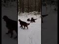 #cover #music #songcover #coversong #remix #snow #лесной #puppy #леснойгородок #housemusic #собака