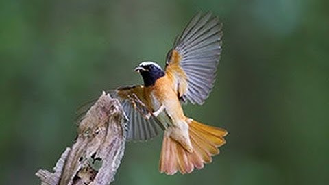 BTO Bird ID - Redstarts