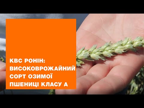 КВС РОНІН: високоврожайний