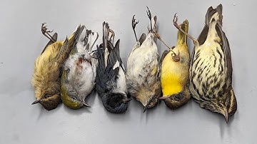 One Night. One Building. 1,000 Birds Dead.