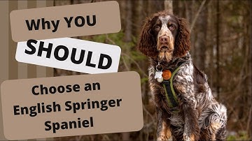Why you SHOULD choose an English Springer Spaniel for a Next Pet