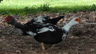 Muscovy Duck vibes with two Drakes
A Muscovy Duck (Cairina moschata var. domestica) vibes with two Drakes in a shady spot in a Japanese Garden, in Hermann Park, Houston, TX, USA. Muscovy Duck vibes with two Drakes