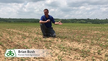 Soybean Stand Evaluation