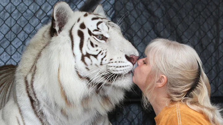 Florida Woman Keeps Bengal Tigers In Her Garden - DayDayNews