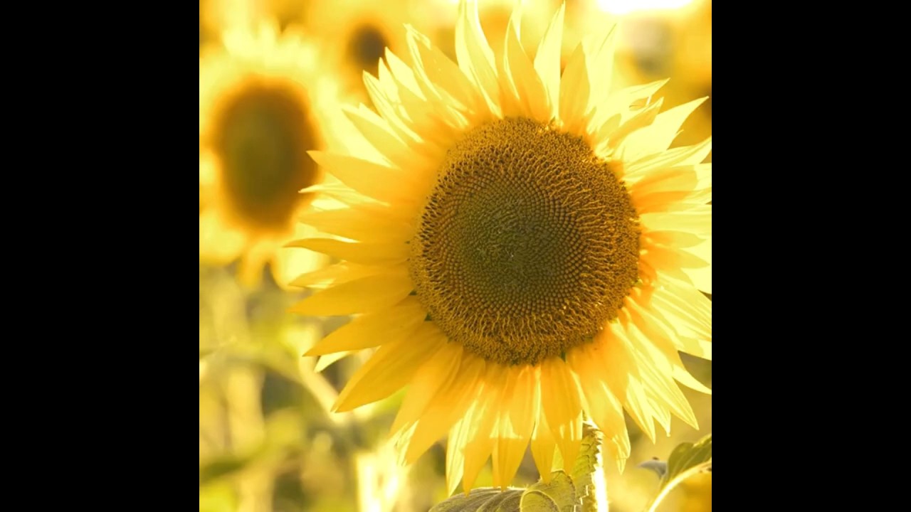 FANTASTICS 八木勇征 クッション SUNFLOWER Amazon.com: Unittype 2