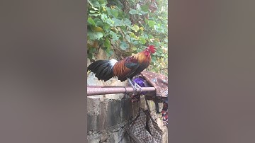 Los saib qaib qus pom peb nawb cov phooj ywg sawv daws