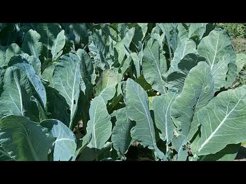 Video: African Marigold Plants - Dyrkning af afrikanske morgenfruer i haven